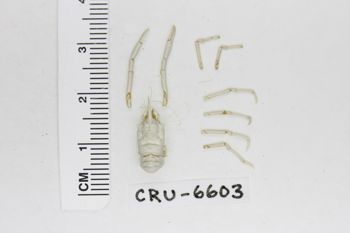 Media type: image;   Invertebrate Zoology CRU-6603 Description: Preserved specimen.;